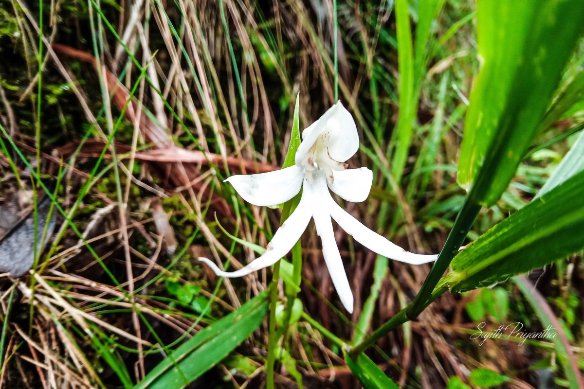 Habenaria pterocarpa Thwaites